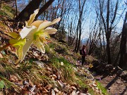 66 Helleborus niger (Elleboro in fiore)